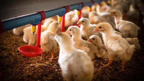 Последние новости компании о Появление птичьего гриппа H5N1: растущая проблема общественного здравоохранения